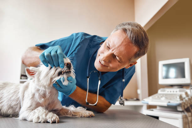 Best Broken or Chipped Tooth Repair in Wyoming, OH